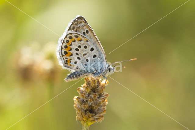 Silver Studded Blue (Plebejus argus)