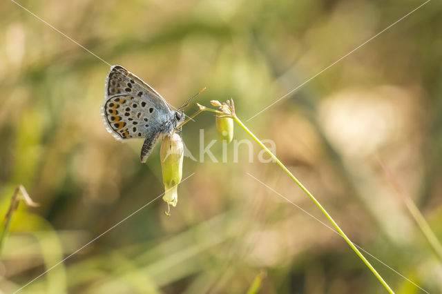 Silver Studded Blue (Plebejus argus)