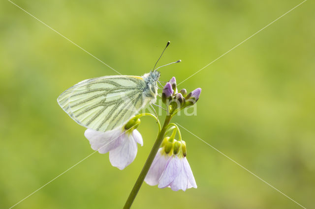 Klein geaderd witje (Pieris napi)