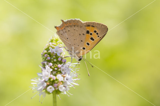 Small Copper (Lycaena phlaeas)