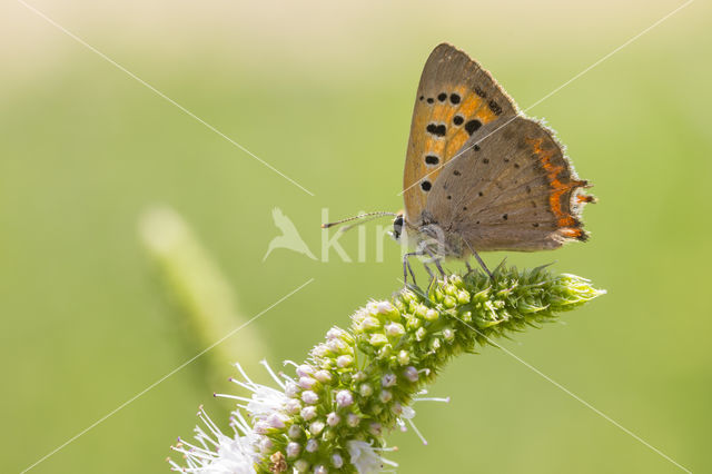 Kleine vuurvlinder (Lycaena phlaeas)