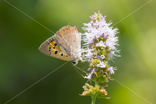 Kleine vuurvlinder (Lycaena phlaeas)