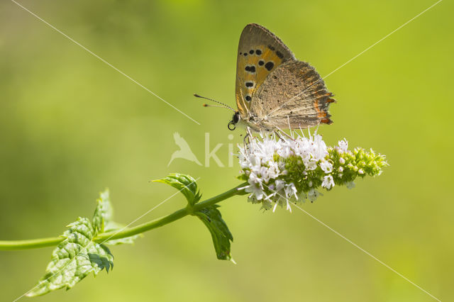 Kleine vuurvlinder (Lycaena phlaeas)