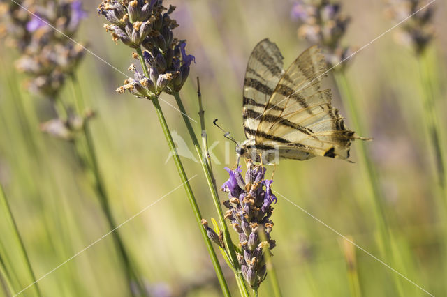 Scarce Swallowtail (Iphiclides podalirius)