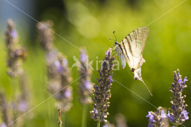 Scarce Swallowtail (Iphiclides podalirius)