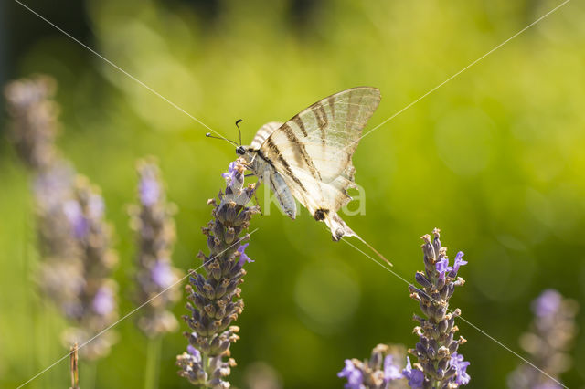 Scarce Swallowtail (Iphiclides podalirius)