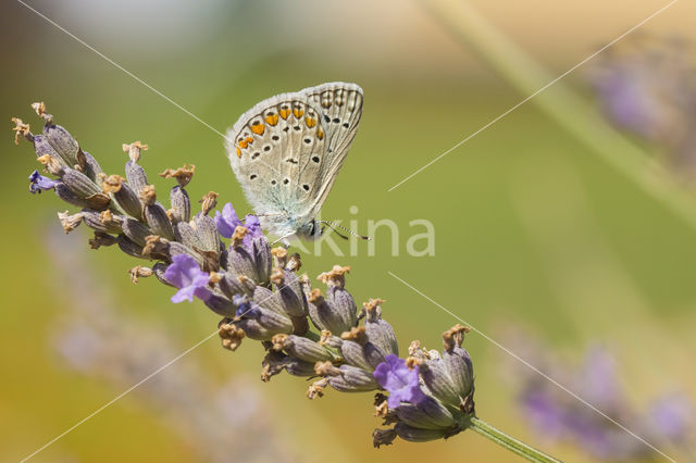 Common Blue (Polyommatus icarus)