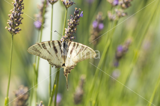 Scarce Swallowtail (Iphiclides podalirius)