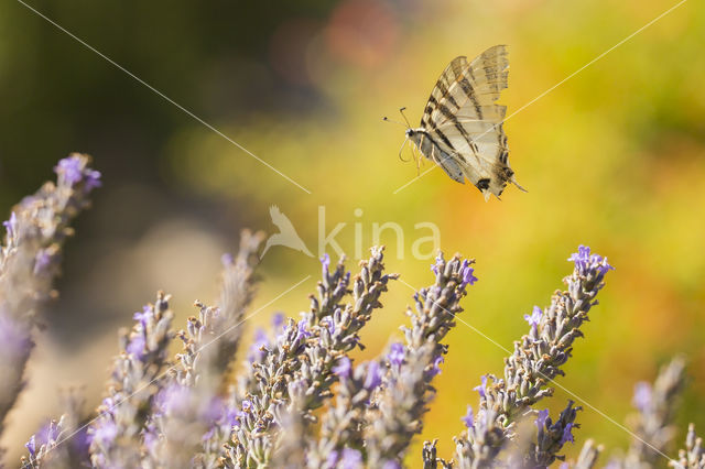 Scarce Swallowtail (Iphiclides podalirius)