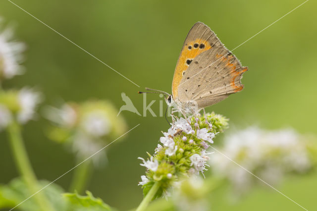 Small Copper (Lycaena phlaeas)