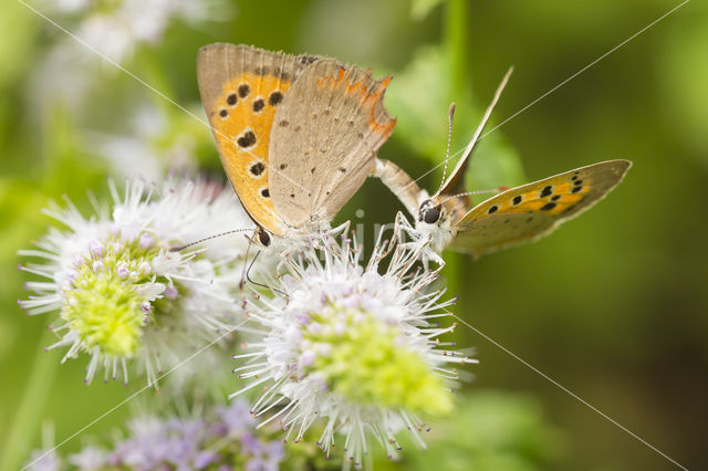 Small Copper (Lycaena phlaeas)