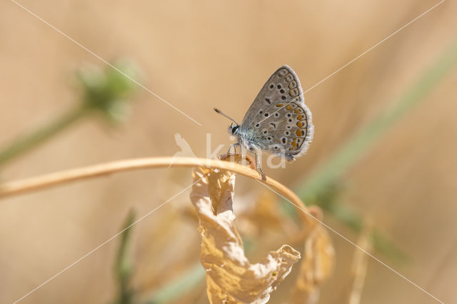 Common Blue (Polyommatus icarus)