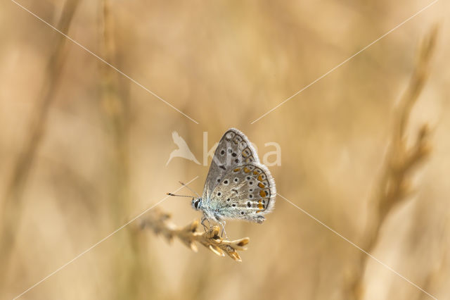 Common Blue (Polyommatus icarus)