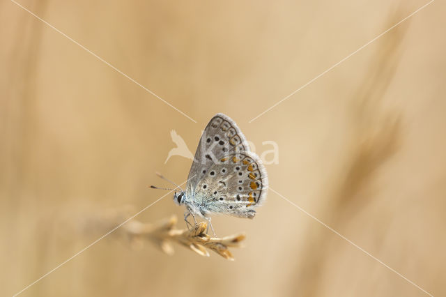 Common Blue (Polyommatus icarus)