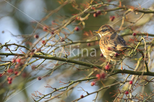 Redwing (Turdus iliacus)