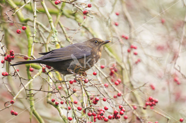 Eurasian Blackbird (Turdus merula)