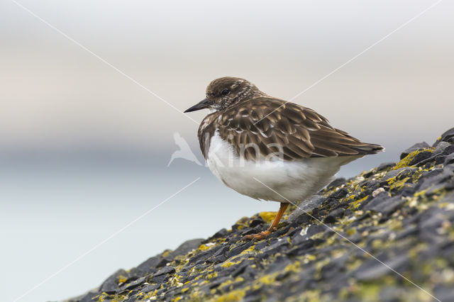 Steenloper (Arenaria interpres)