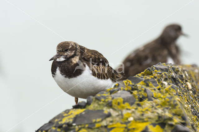 Ruddy Turnstone (Arenaria interpres)