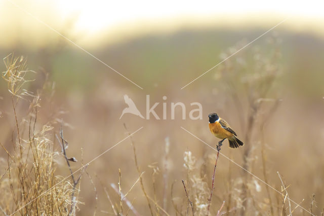 European Stonechat (Saxicola rubicola)