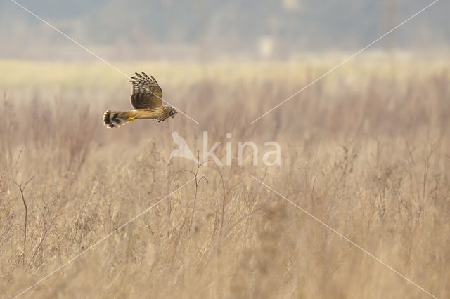 Northern Harrier