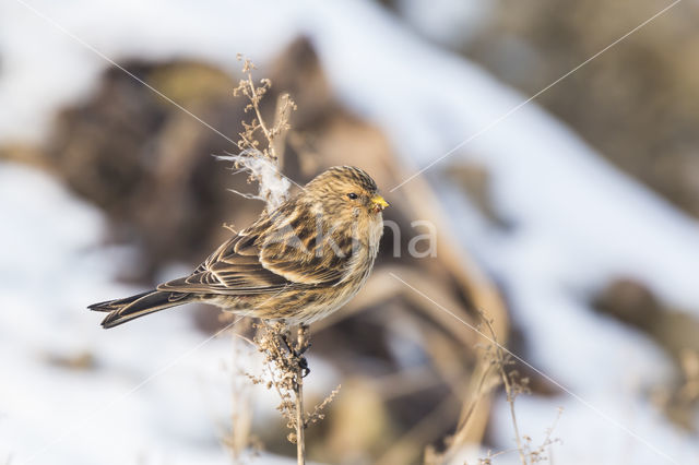 Twite (Carduelis flavirostris)