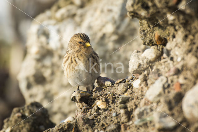 Twite (Carduelis flavirostris)