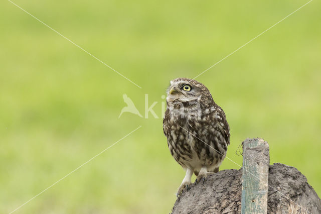 Little Owl (Athene noctua)