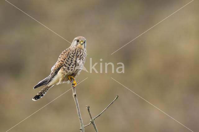 Torenvalk (Falco tinnunculus)