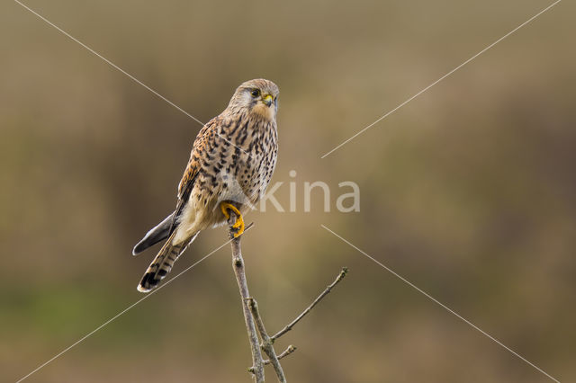 Common Kestrel (Falco tinnunculus)