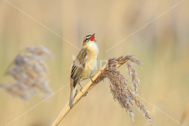 Sedge Warbler (Acrocephalus schoenobaenus)