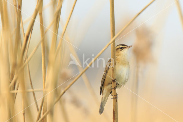 Rietzanger (Acrocephalus schoenobaenus)