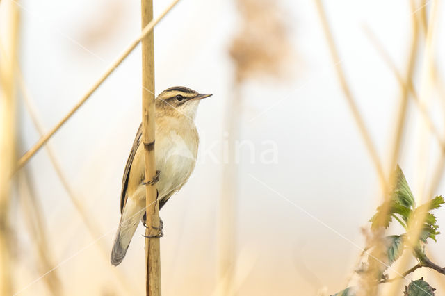 Sedge Warbler (Acrocephalus schoenobaenus)