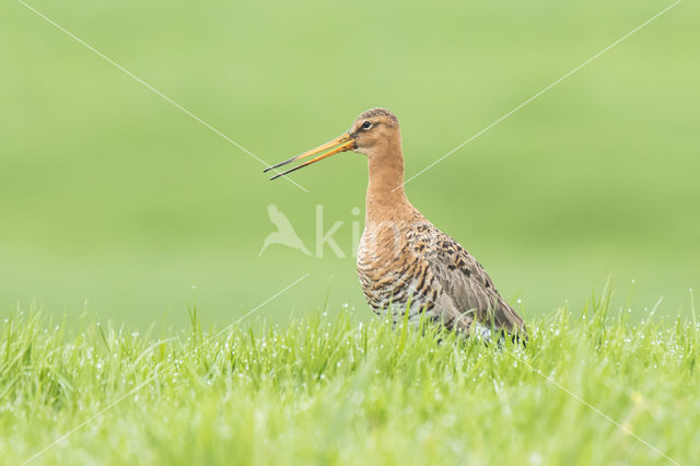 Grutto (Limosa limosa)