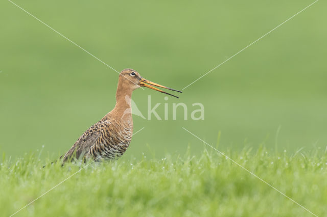 Black-tailed Godwit (Limosa limosa)