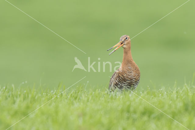 Black-tailed Godwit (Limosa limosa)