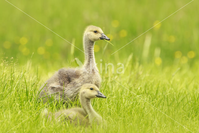 Canada Goose (Branta canadensis)