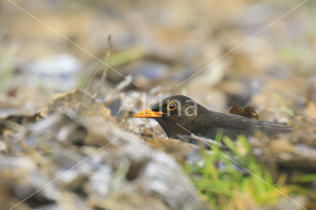 Eurasian Blackbird (Turdus merula)