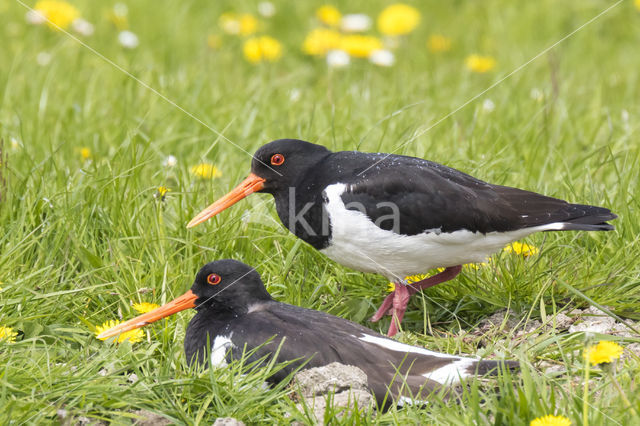 Oystercatcher (Haematopus ostralegus)