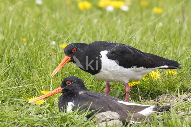 Oystercatcher (Haematopus ostralegus)