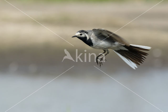 White Wagtail (Motacilla alba)