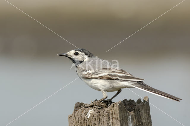 Witte Kwikstaart (Motacilla alba)