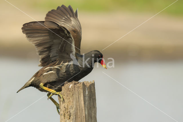 Waterhoen (Gallinula chloropus)