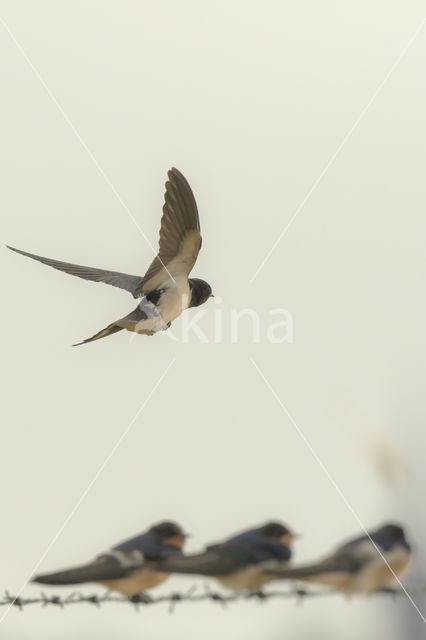 Boerenzwaluw (Hirundo rustica)