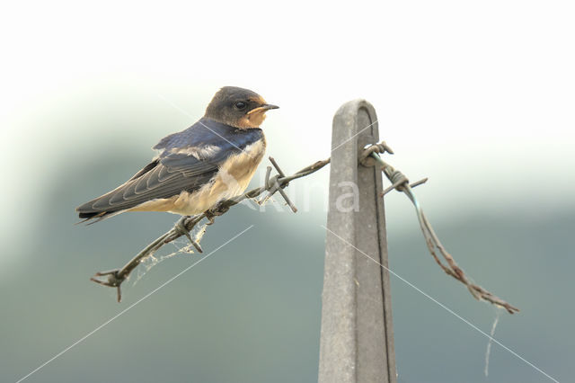 Boerenzwaluw (Hirundo rustica)