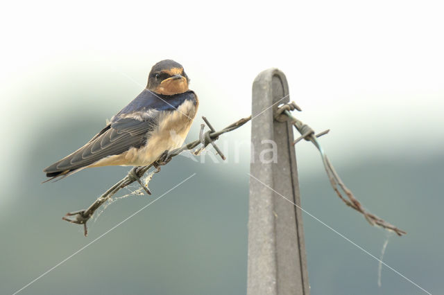 Boerenzwaluw (Hirundo rustica)