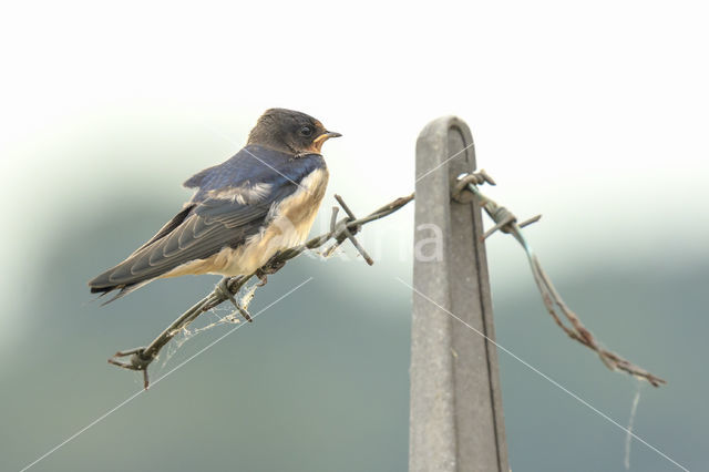 Boerenzwaluw (Hirundo rustica)