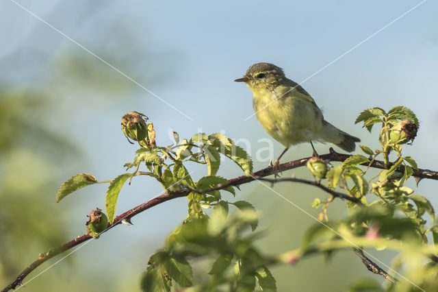 Willow Warbler (Phylloscopus trochilus)