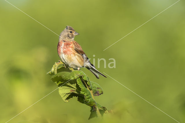 Eurasian Linnet (Carduelis cannabina)