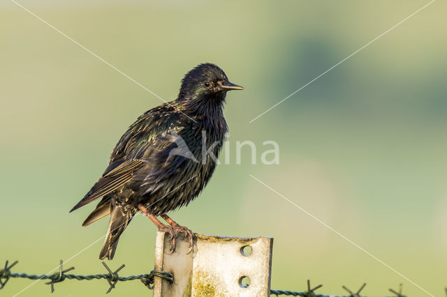 European Starling (Sturnus vulgaris)