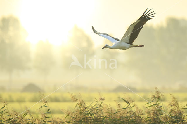 White Stork (Ciconia ciconia)